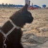 Images de profil de Marissa - Blooming Pets - Petsitting et garde d'animaux à domicile