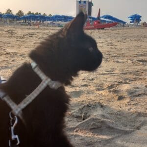 Images de profil de Marissa - Blooming Pets - Petsitting et garde d'animaux à domicile