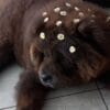 Images de profil de Marissa - Blooming Pets - Petsitting et garde d'animaux à domicile