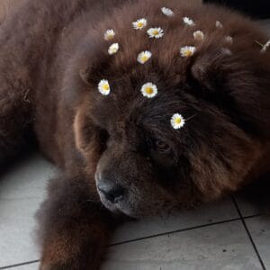 Images de profil de Marissa - Blooming Pets - Petsitting et garde d'animaux à domicile