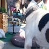 Images de profil de Marissa - Blooming Pets - Petsitting et garde d'animaux à domicile