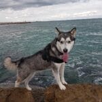 Ice   Alaskan Malamute Femelle - Garde d'animaux à domicile