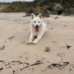 Aïko   Berger Blanc Suisse Mâle - Garde d'animaux à domicile