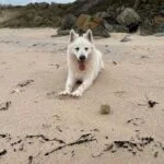 Aïko   Berger Blanc Suisse Mâle - Garde d'animaux à domicile