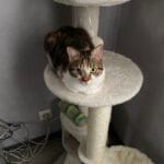 Rebelle   European Shorthair (Européen) Femelle - Garde d'animaux à domicile