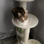 Rebelle   European Shorthair (Européen) Femelle - Garde d'animaux à domicile