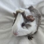 Image de profil de Alizée - Blooming Pets - Petsitting et garde d'animaux à domicile