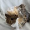 Images de profil de Alizée - Blooming Pets - Petsitting et garde d'animaux à domicile