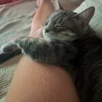 Buzz   Abyssin Mâle stérilisé - Garde d'animaux à domicile