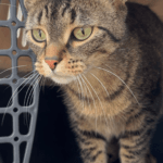 Yang   Chat de gouttière (Commun) Femelle - Garde d'animaux à domicile