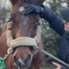 Images de profil de Carla - Blooming Pets - Petsitting et garde d'animaux à domicile