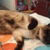 Images de profil de Floriane - Blooming Pets - Petsitting et garde d'animaux à domicile