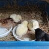 Images de profil de Floriane - Blooming Pets - Petsitting et garde d'animaux à domicile