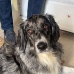 River River Setter Anglais Femelle - Garde d'animaux Ă domicile