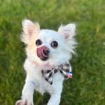 Joy   Chihuahua Femelle - Garde d'animaux à domicile