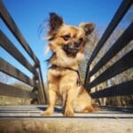 Mila   Chihuahua Femelle - Garde d'animaux à domicile