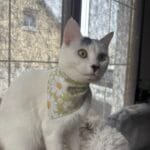Arya   Chat de gouttière (Commun) Femelle - Garde d'animaux à domicile