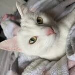 Romy   Chat de gouttière (Commun) Femelle - Garde d'animaux à domicile