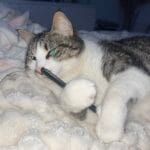 Mino   Abyssin Mâle - Garde d'animaux à domicile