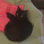 Sweetie   Chat de gouttière (Commun) Mâle stérilisé - Garde d'animaux à domicile