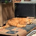 Steewie   Chat de gouttière (Commun) Mâle stérilisé - Garde d'animaux à domicile