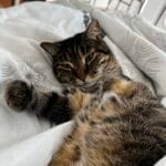 Onyx   European Shorthair (Européen) Femelle - Garde d'animaux à domicile