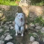 Odin   Berger Australien Mâle stérilisé - Garde d'animaux à domicile