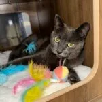 Sky   European Shorthair (Européen) Femelle stérilisée - Garde d'animaux à domicile