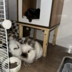 Loki   Angora Français Mâle stérilisé - Garde d'animaux à domicile