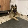 Images de profil de Alexia - Blooming Pets - Petsitting et garde d'animaux à domicile