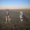 Images de profil de Alexia - Blooming Pets - Petsitting et garde d'animaux à domicile