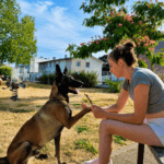 Simba Simba Berger Belge Malinois MĂąle - Garde d'animaux Ă domicile