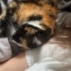 Images de profil de Ysaure - Blooming Pets - Petsitting et garde d'animaux Ă domicile