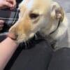 Images de profil de Ysaure - Blooming Pets - Petsitting et garde d'animaux Ă domicile