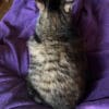 Images de profil de Ysaure - Blooming Pets - Petsitting et garde d'animaux Ă domicile