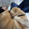 Images de profil de Ysaure - Blooming Pets - Petsitting et garde d'animaux Ă domicile