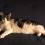 Arya   Chat de gouttière (Commun) Femelle - Garde d'animaux à domicile