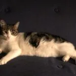 Arya   Chat de gouttière (Commun) Femelle - Garde d'animaux à domicile