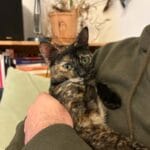 Tenten   Chat de gouttière (Commun) Femelle - Garde d'animaux à domicile