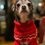 Mercredi   Chihuahua Femelle - Garde d'animaux à domicile
