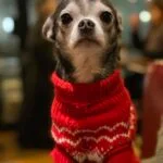 Mercredi   Chihuahua Femelle - Garde d'animaux à domicile