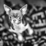 Jacquie   Chihuahua Femelle - Garde d'animaux à domicile