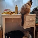 Lune   Chat de gouttière (Commun) Femelle - Garde d'animaux à domicile