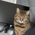 Minette Minette Chat de gouttiĂšre (Commun) Femelle - Garde d'animaux Ă domicile