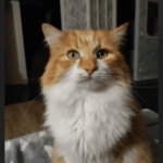 Simba Simba Chat de gouttiÚre (Commun) Mùle stérilisé - Garde d'animaux à domicile