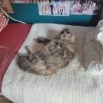 Chewby   European Shorthair (Européen) Femelle - Garde d'animaux à domicile