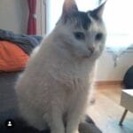 Lulu   European Shorthair (Européen) Femelle - Garde d'animaux à domicile