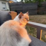 Vanille   Ragdoll Femelle stérilisée - Garde d'animaux à domicile