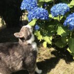 Fleur   Chat de gouttière (Commun) Femelle - Garde d'animaux à domicile