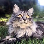 Pollux   Norvégien Mâle stérilisé - Garde d'animaux à domicile